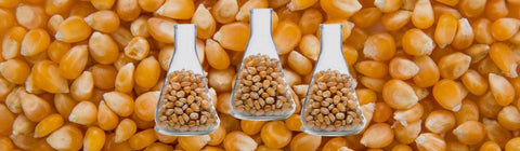 The Science of Popcorn: From Kernel to Snack