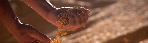 From Seed to Snack: How Popcorn is Grown