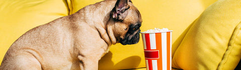 Dog wondering if he can eat popcorn in cup